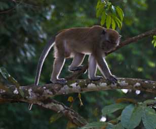 Kinabatangan Long Tailed Macaque