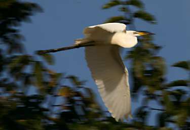 Kinabatangan Bird Great Egret