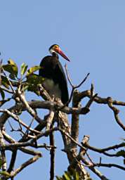 Kinabatangan Bird Storms Stork