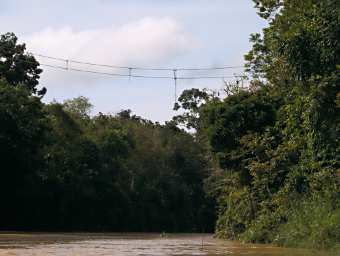 Kinabatangan Primate Crossing