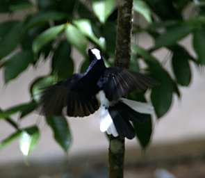 Kinabatangan Bird Xxx