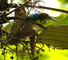 Kinabatangan Bird Xxx Sunbird