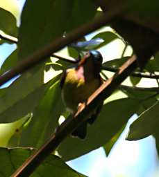 Kinabatangan Bird Xxx Sunbird