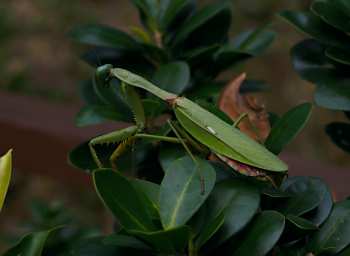 Kinabatangan Praying Mantis