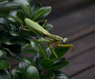 Kinabatangan Praying Mantis