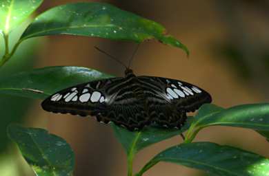 Kinabatangan Butterfly Xxx