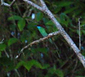 Kinabatangan Bird Blue Throated Bee Eater