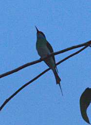 Kinabatangan Bird Blue Throated Bee Eater