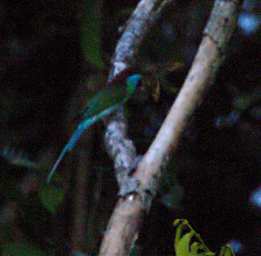 Kinabatangan Bird Blue Throated Bee Eater
