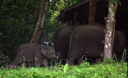 Kinabatangan Pygmy Elephants
