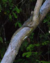 Kinabatangan Xxx Gecko