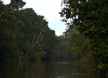 Kinabatangan Tributary