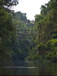 Kinabatangan Tributary Primate Crossing