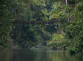 Kinabatangan Tributary Primate Human Crossing