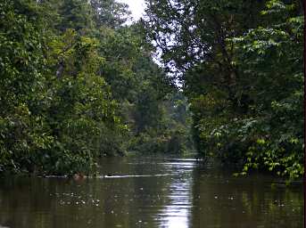 Kinabatangan Tributary