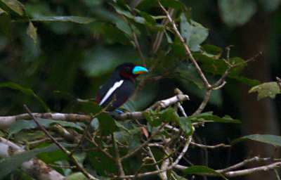 Kinabatangan Bird Black And Red Broadbill