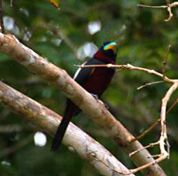 Kinabatangan Bird Black And Red Broadbill