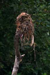 Kinabatangan Xxx Nest