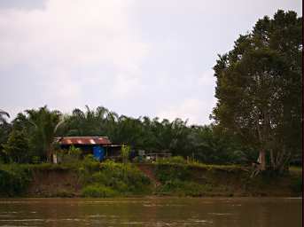 Kinabatangan Oil Palm