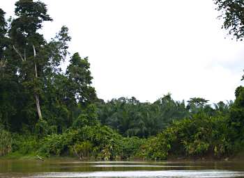 Kinabatangan Oil Palm