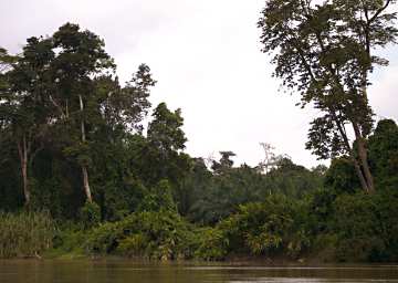 Kinabatangan Oil Palm