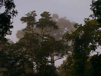 Kinabatangan Morning Mist