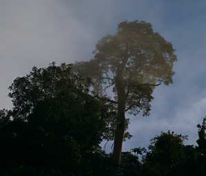Kinabatangan Foggy Morning