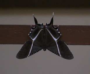 Kinabatangan Butterfly Xxx
