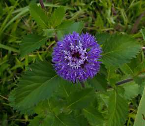 KK Flower Xxx