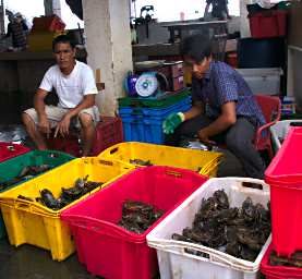 KK Fish Market