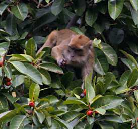 KK Macaque