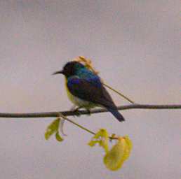 KK Bird Olive Backed Sunbird