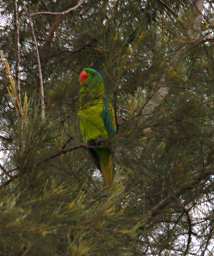 KK Bird Blue Naped Parrot