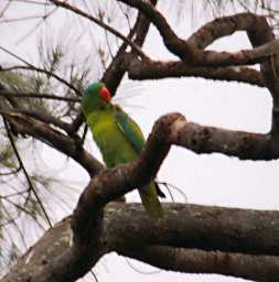 KK Bird Blue Naped Parrot