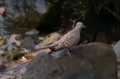 KK Bird Xxx Dove