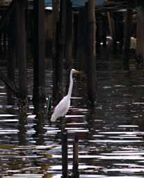 KK Bird Great Egret