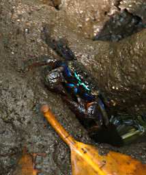 KKWetland Ctr Crab
