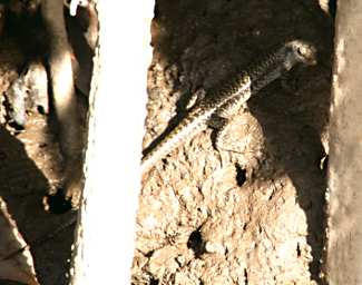 KKWetland Ctr Lizard