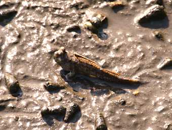 KKWetland Ctr Mud Skipper