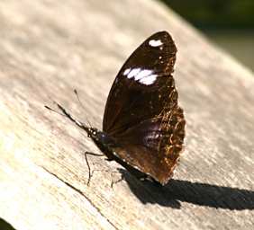 KKWetland Ctr Butterfly