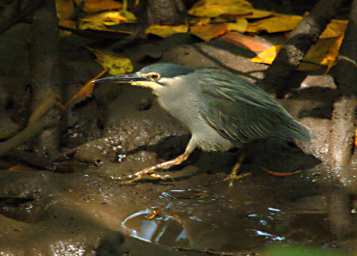 KKWetland Ctr Black Crowned Night Heron