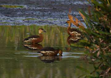 Wandering Whistling Duck