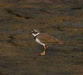 Little Ringed Plover