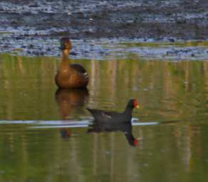 Common Moorhen