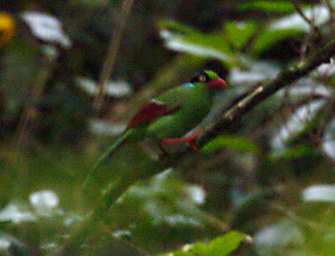 Mt KApproach Bird Short Tailed Green Magpie