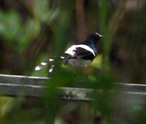 Mt KApproach Bird Bornean Forktail