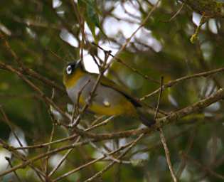 Mt KApproach Bird Black Capped White Eye