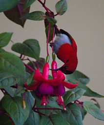 Bird Temminicks Sunbird