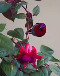Bird Temminicks Sunbird