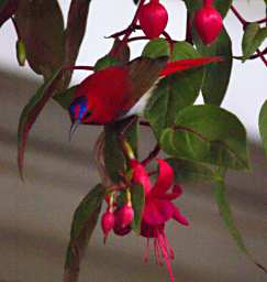 Temminicks Sunbird